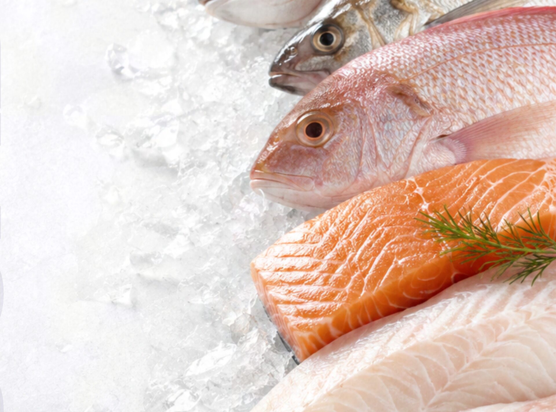 Pescados frescos sobre hielo